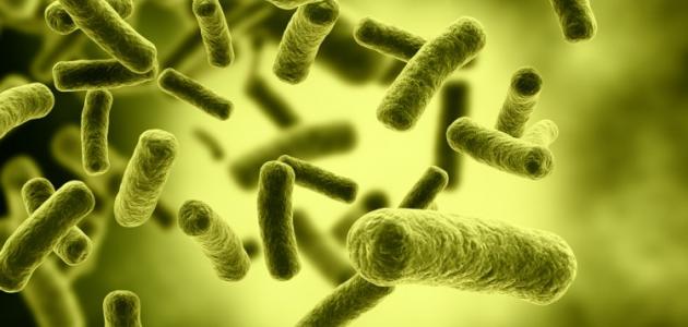 صورة جديد ما أهمية دور البكتيريا النافعة