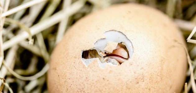 صورة جديد تفقيس بيض الدجاج