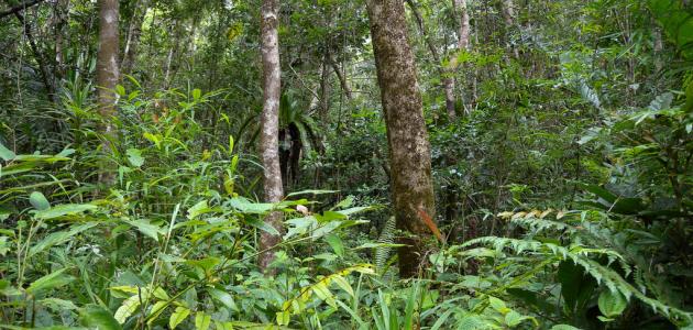 صورة جديد ما أهمية الغابات المطرية