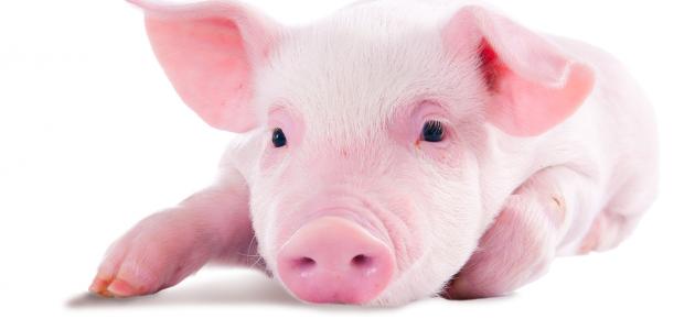 صورة جديد ما الحكمة من تحريم لحم الخنزير