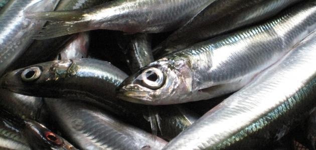 صورة جديد فوائد سمك السردين