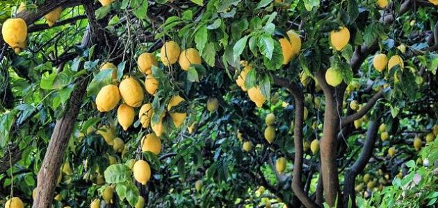 صورة جديد كيف تزرع شجرة الليمون