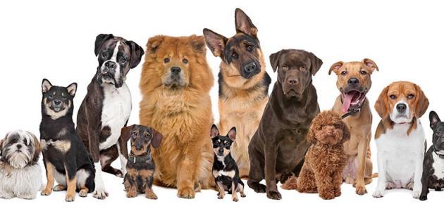 صورة جديد معلومات عن أنواع الكلاب