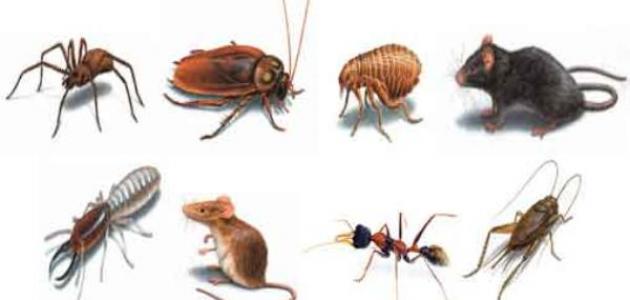صورة جديد أنواع الحشرات وأسماؤها