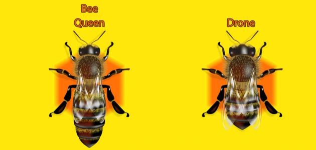 صورة جديد ماذا يسمى ذكر النحل