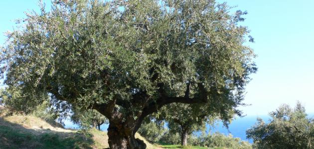 6050ac28e012d جديد شجرة الزيتون في فلسطين