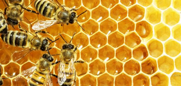 صورة جديد لماذا يصنع النحل العسل