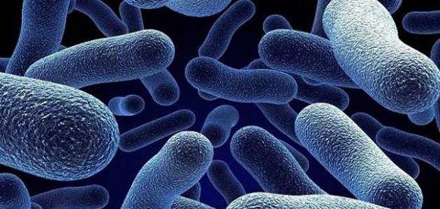 صورة جديد فوائد وأضرار البكتيريا