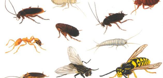 صورة جديد أنواع حشرات المنزل