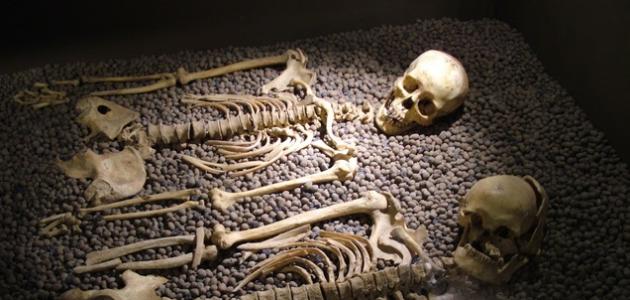 صورة جديد كم عدد العظام في الهيكل العظمي
