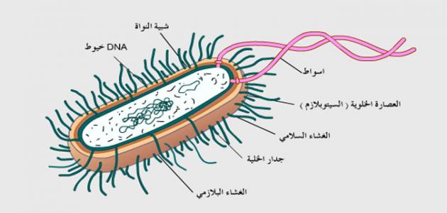 صورة جديد خصائص البكتيريا