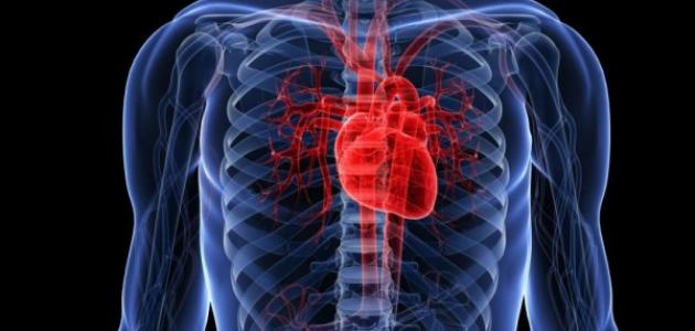 60513ff0a5372 جديد كيفية المحافظة على صحة القلب