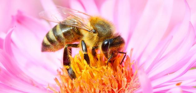صورة جديد فوائد النحل للنبات