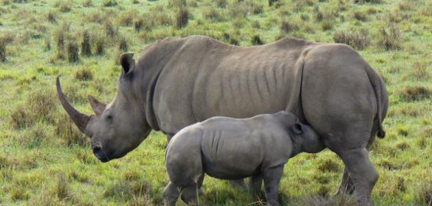 صورة جديد أين يعيش وحيد القرن