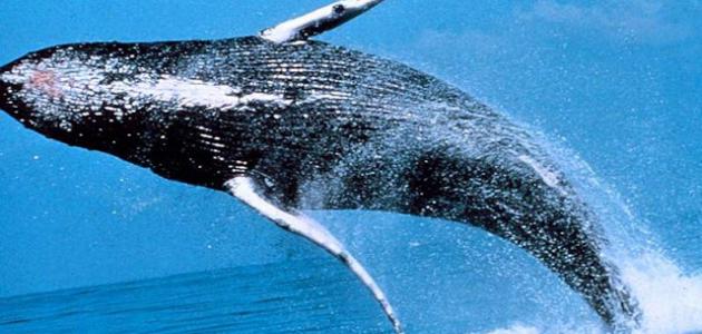 صورة جديد كم يبلغ طول الحوت الأزرق