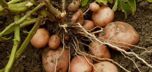 صورة جديد كم مدة زراعة البطاطس