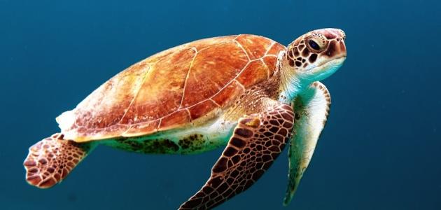 صورة جديد أنواع السلاحف الموجودة في البحار والمحيطات