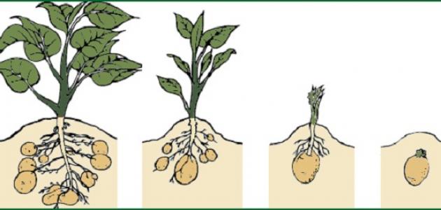 صورة جديد مراحل النمو عند النبات