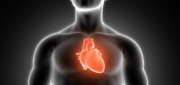 صورة جديد أين يقع القلب في جسم الإنسان