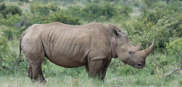 صورة جديد ما هو وحيد القرن
