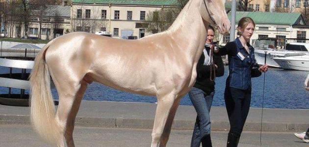 60533bef8a162 جديد أفضل حصان في العالم