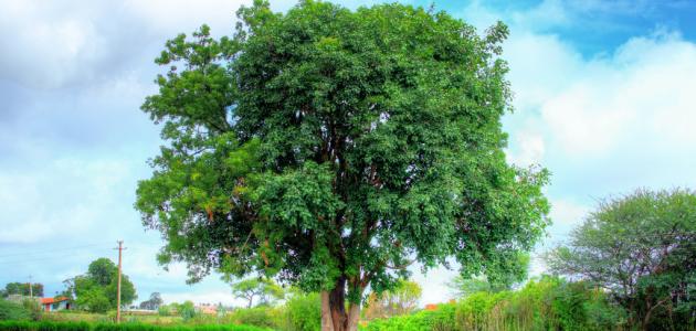 صورة جديد شجرة النيم وفوائدها