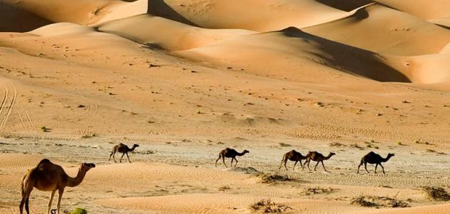 صورة جديد بحث عن البيئة الصحراوية