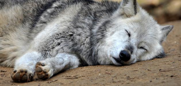 صورة جديد كيف ينام الذئب