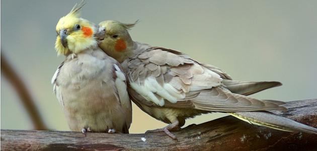 صورة جديد كيف تعتني بطيور الحب