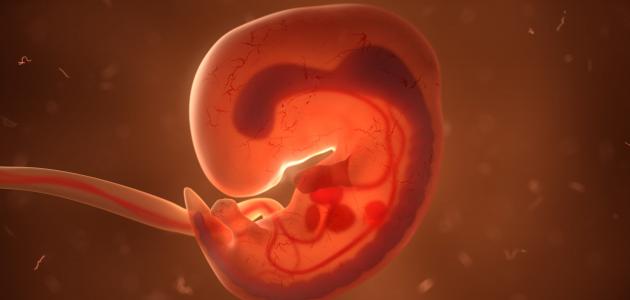 صورة جديد تكوين الجنين في الشهر الثالث