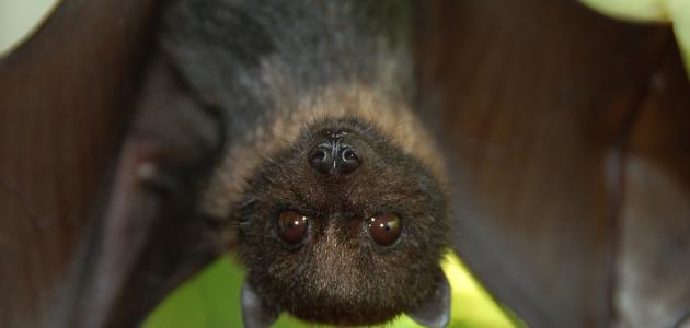 صورة جديد لماذا ينام الخفاش بالمقلوب