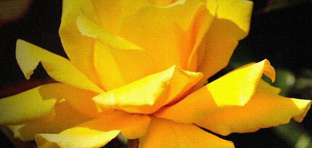 صورة جديد ما معنى الوردة الصفراء