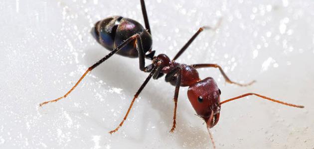 صورة جديد أنواع النمل
