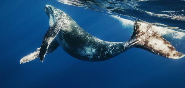 صورة جديد بحث عن الحيتان