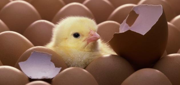 صورة جديد كيف يفقس بيض الدجاج