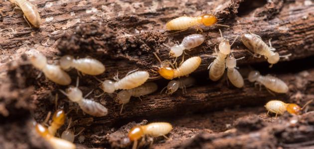 صورة جديد كيفية القضاء على النمل الأبيض