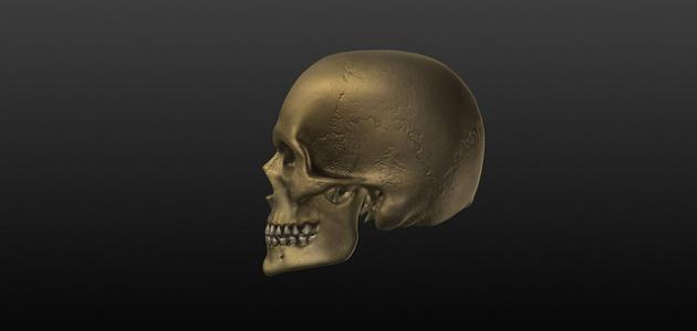 صورة جديد عدد العظام في جمجمة الإنسان