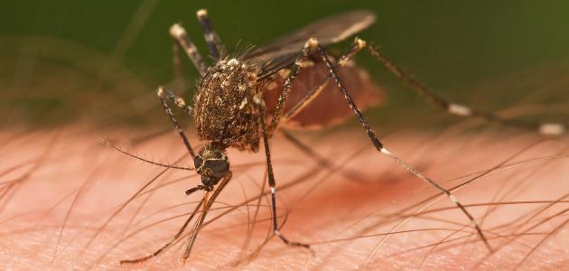 صورة جديد طرق انتقال مرض الملاريا