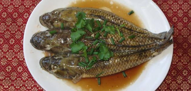 صورة جديد سمك الباسا الفيتنامي