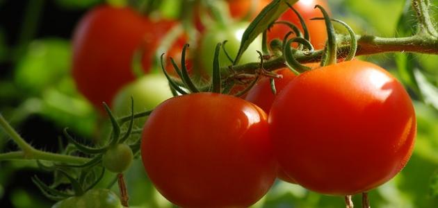 صورة جديد كيف تزرع الطماطم في المنزل