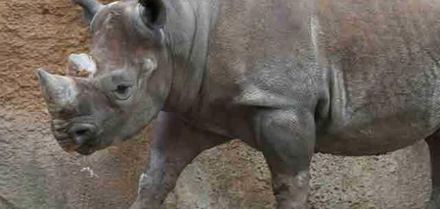 صورة جديد لماذا سمي وحيد القرن بهذا الاسم