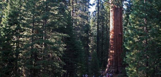 صورة جديد ما هي أكبر شجرة في العالم