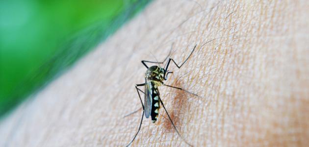 صورة جديد مقاومة الملاريا