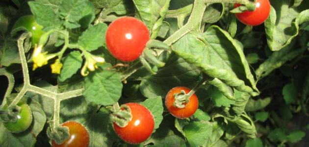 صورة جديد كيف يتم زراعة الطماطم