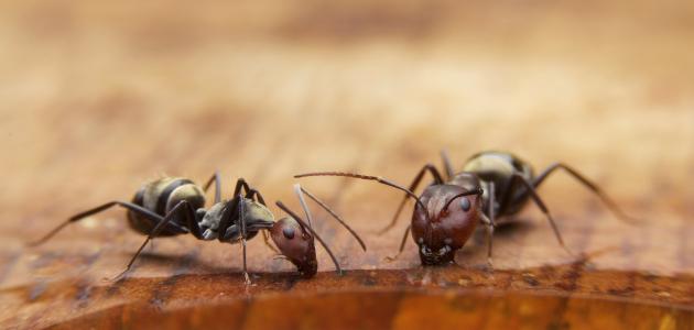 صورة جديد كيف أقضي على النمل الأسود