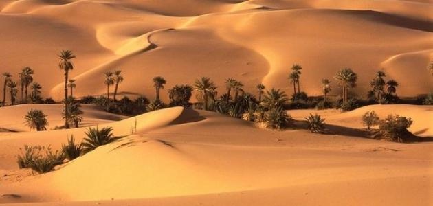 صورة جديد معلومات حول مقاومة النخيل لزحف الصحراء