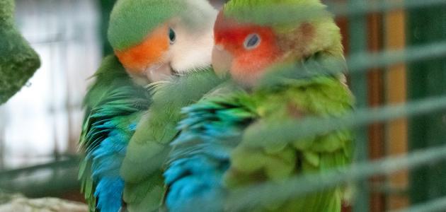 صورة جديد طريقة تربية طيور الحب