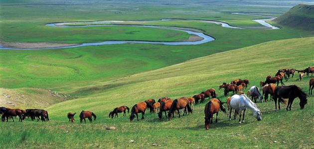 صورة جديد أين تقع منغوليا