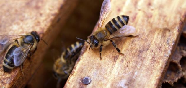 6061243240ea7 جديد كيفية التخلص من النحل