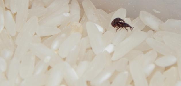 صورة جديد كيفية التخلص من سوس الأرز